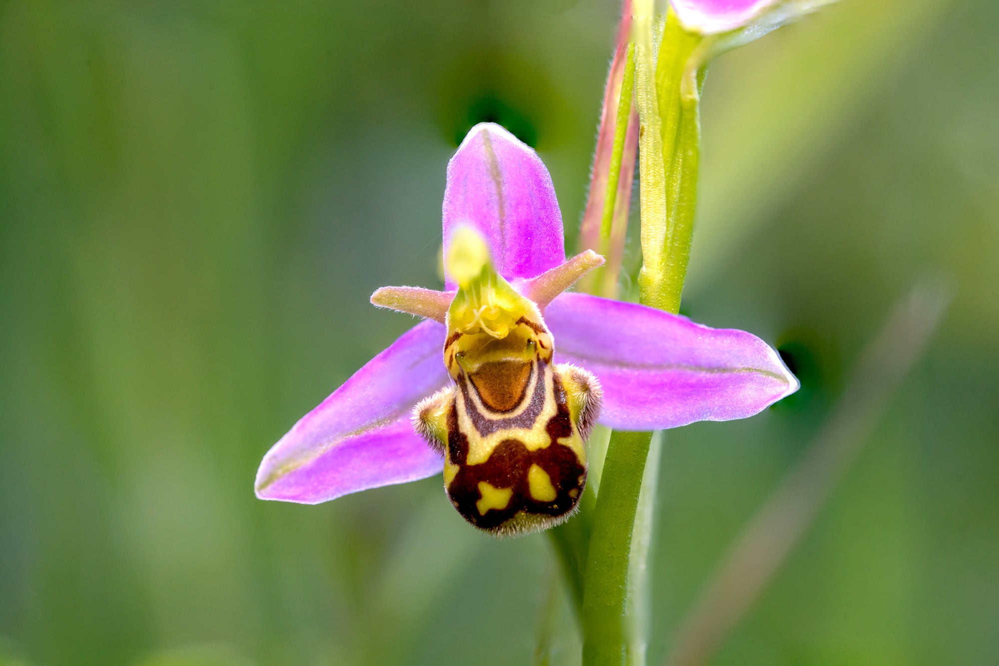 Orquídea abeja que, además de imitar su forma, imita su olor para atraer polinizadores