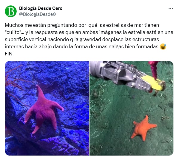 Los mejores comentarios del streaming del Conicet en las redes (Foto: X @ceciazul)