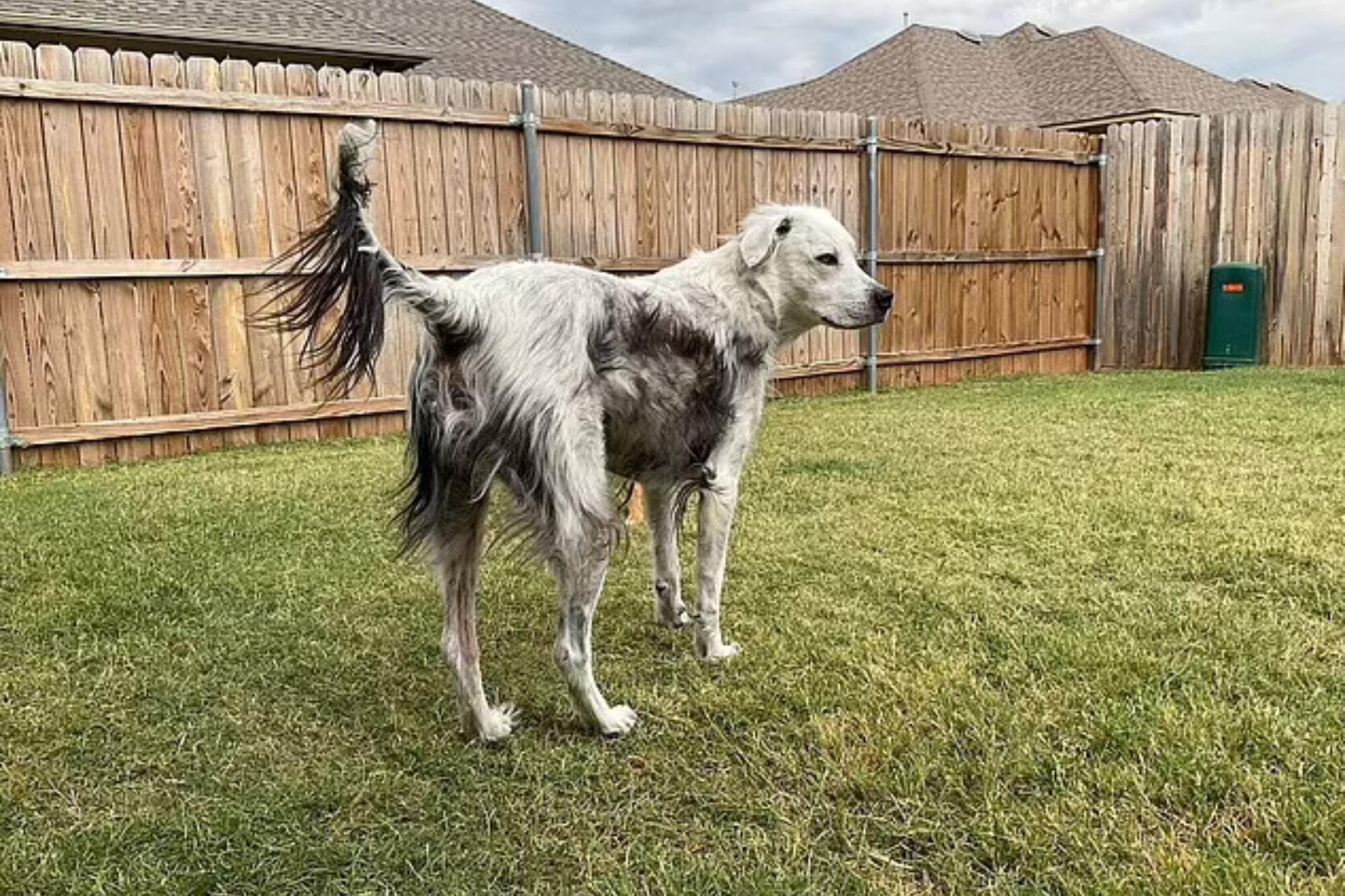 Buster comenzó a presentar manchas blancas hasta que cambió todo el tono de su pelo en dos años