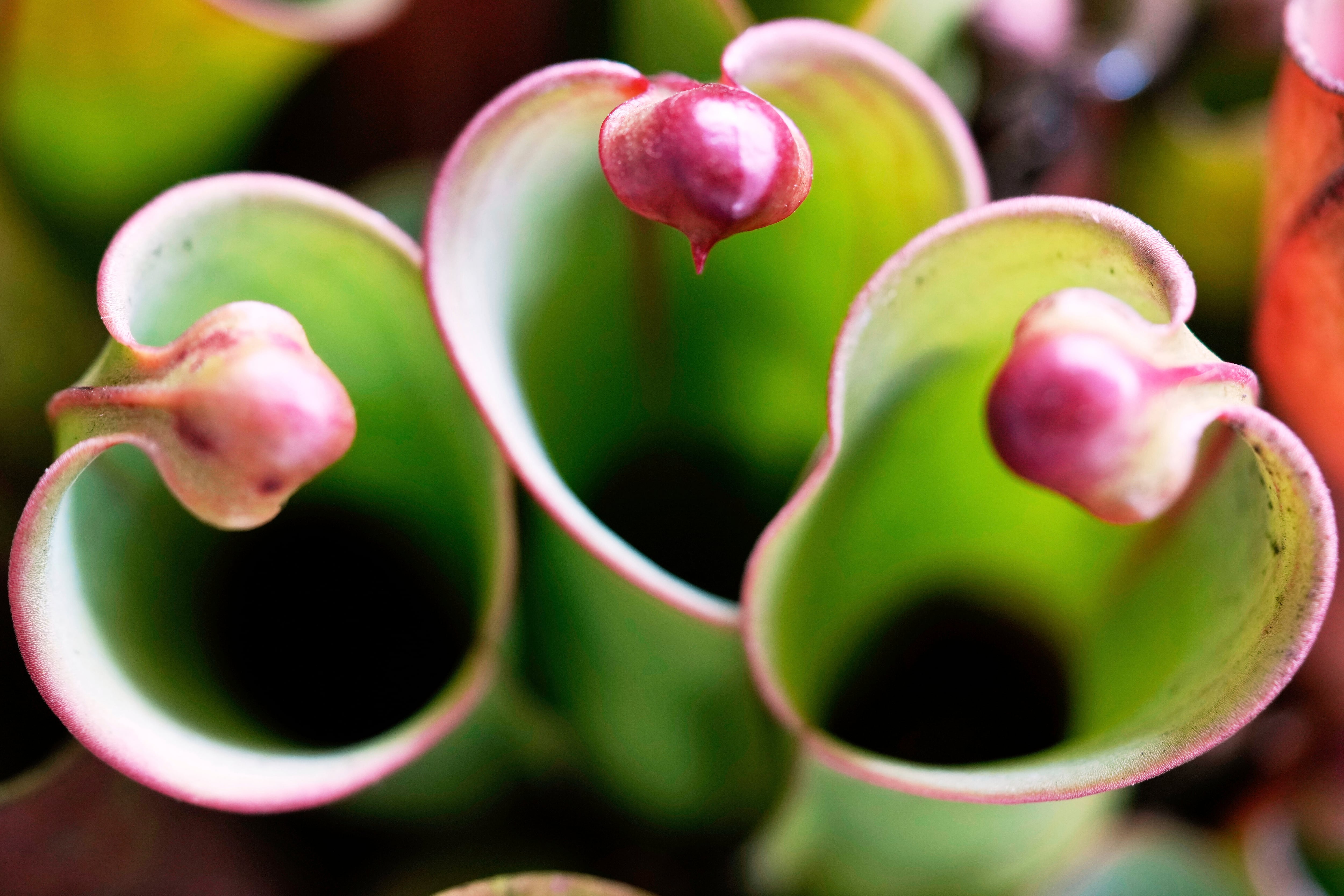 Una Heliamphora se exhibe en una exposición de plantas carnívoras en el Jardín Botánico de Bogotá, Colombia, el jueves 3 de abril de 2025. (AP Foto/Fernando Vergara)