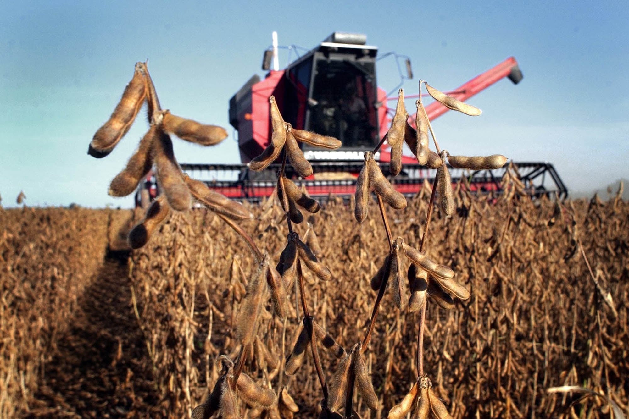 Momento clave: lo que viene para los precios internacionales de los granos