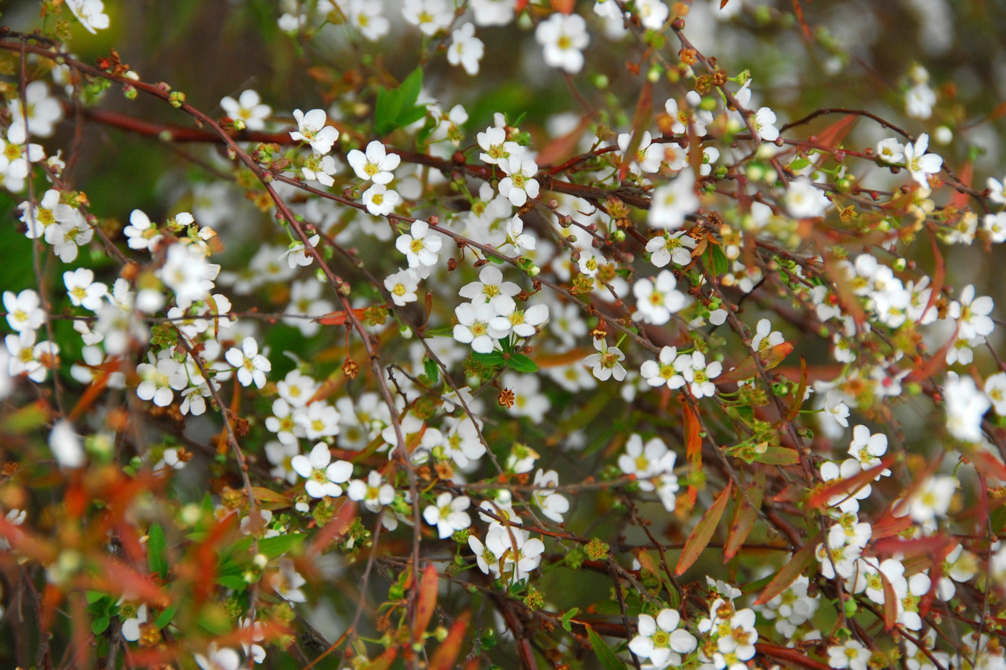 Spiraea thumbergii sorprende con su floración temprana y exquisita