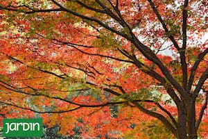 Siete árboles que arden en color cuando baja la temperatura