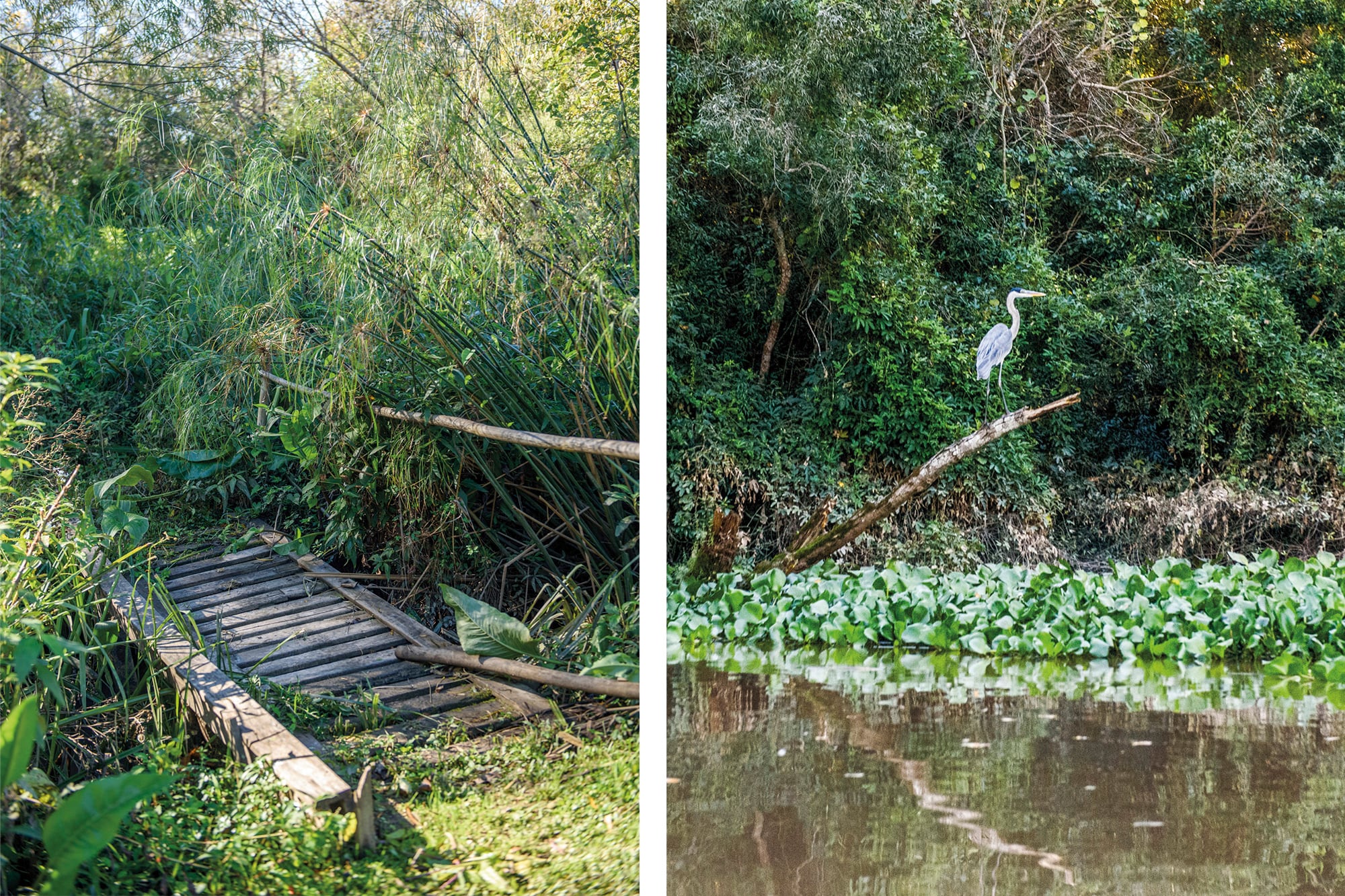 El muelle da la bienvenida bajo un plátano. A su lado, una garza mora, la garza más grande de América