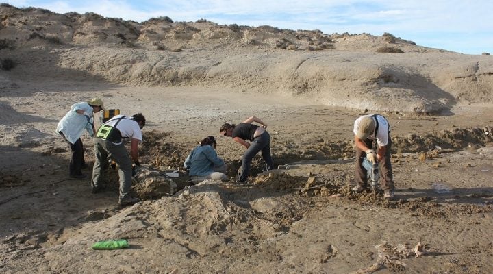 Los científicos analizaron cetáceos que vivieron hace millones de años y especies actuales (Foto: CONICET)