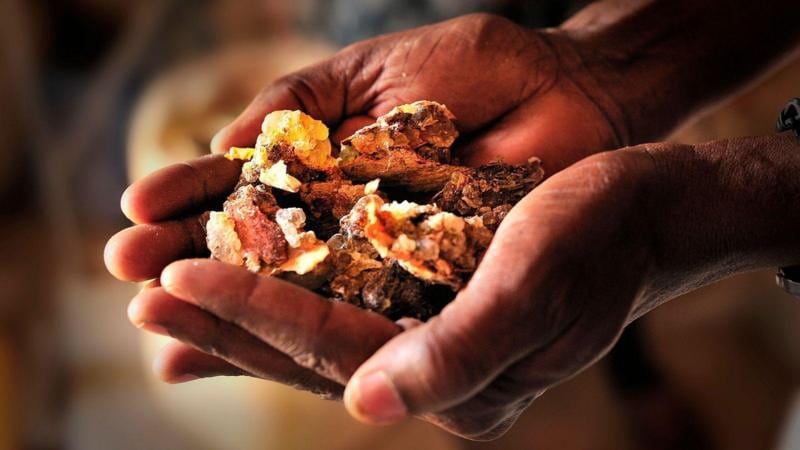 Por qué el mundo se está quedando sin olíbano, la resina aromática usada durante milenios para hacer incienso