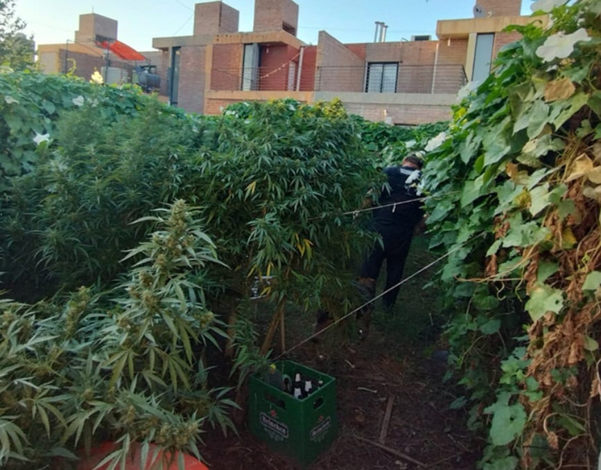 Plantas de marihuana