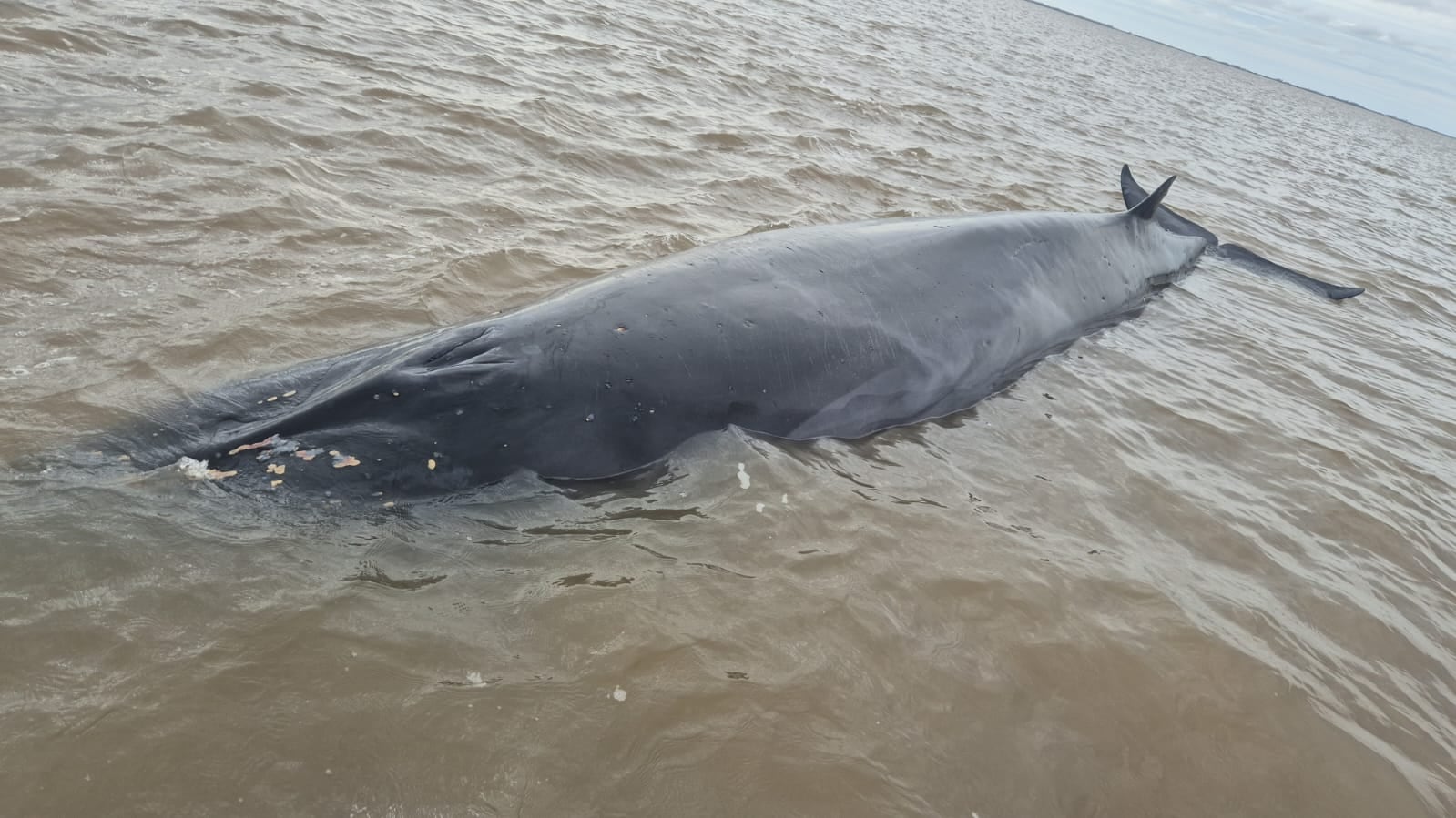 San Isidro: una ballena quedó varada en un banco de arena e intentan rescatarla a contrarreloj