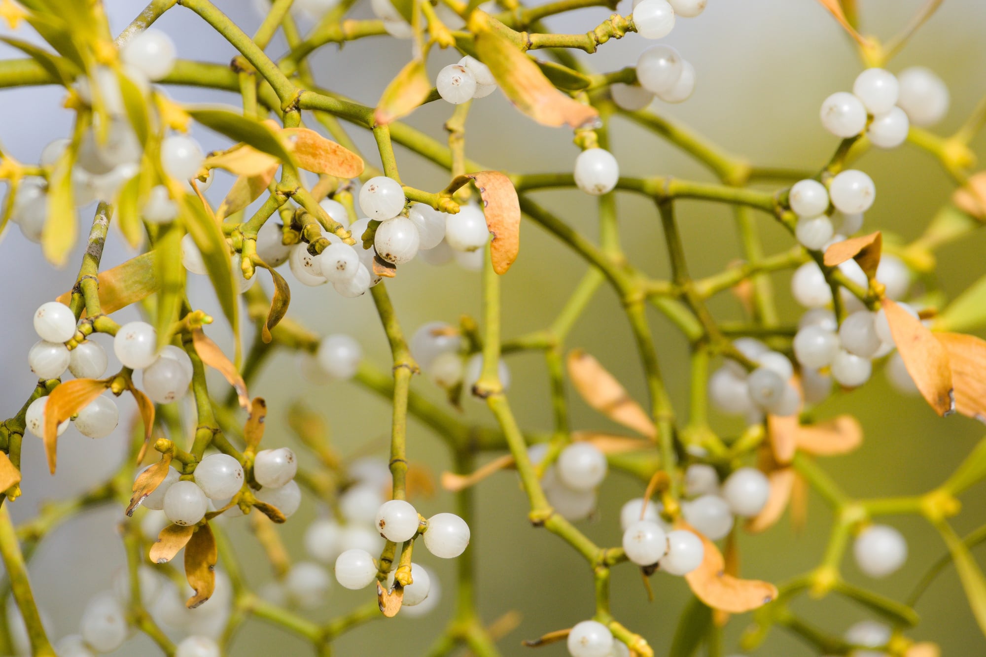 El muérdago es una flor silvestre que florece y da frutos durante el invierno (Archivo)