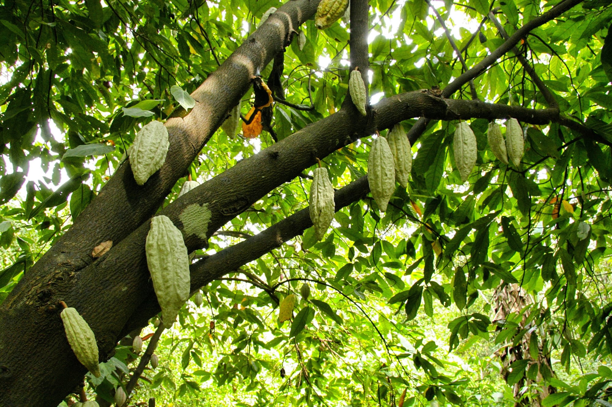 El 7 de julio se destacan los beneficios del cacao, uno de los principales ingredientes del chocolate