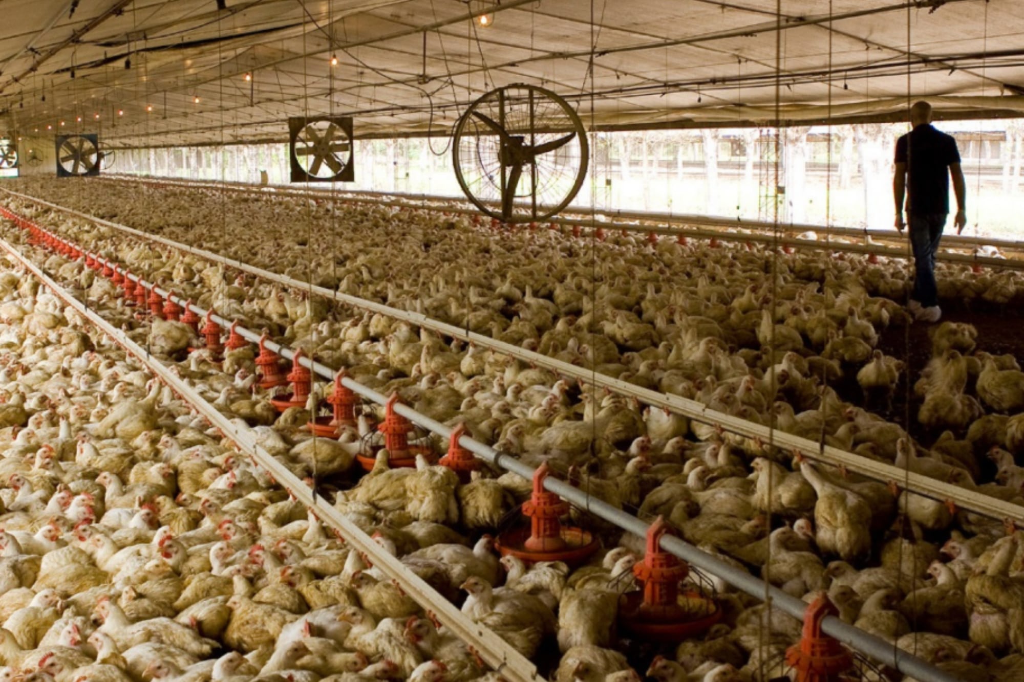 Emergencia sanitaria: Brasil detectó un brote de Newcastle en una granja de pavos y México suspendió las compras de pollo