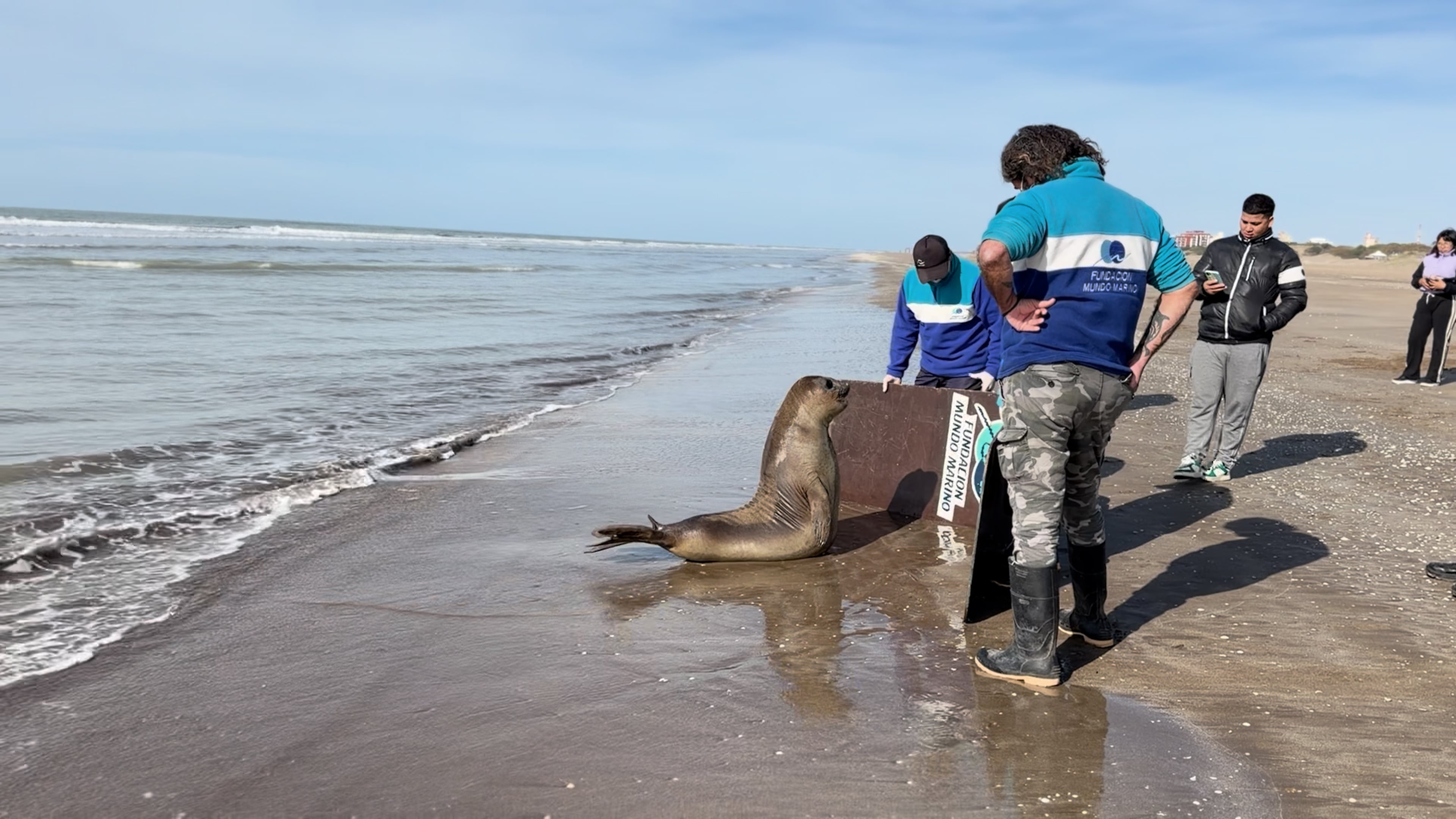 Los expertos criaron al animal para que tenga autonomía (Foto: Fundación Mundo Marino)