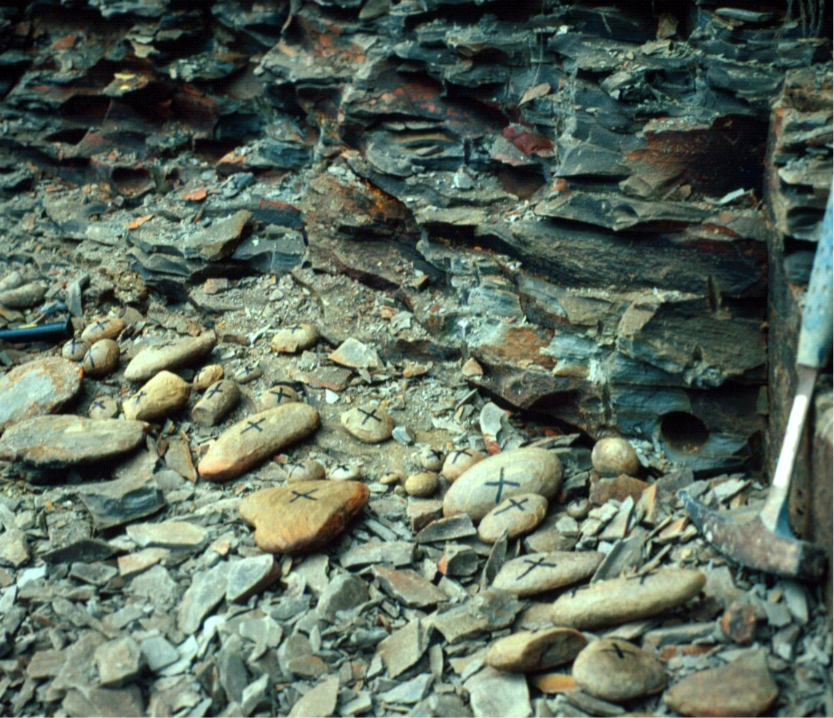 Esto encontraron en Mazon Creek, en Illinois