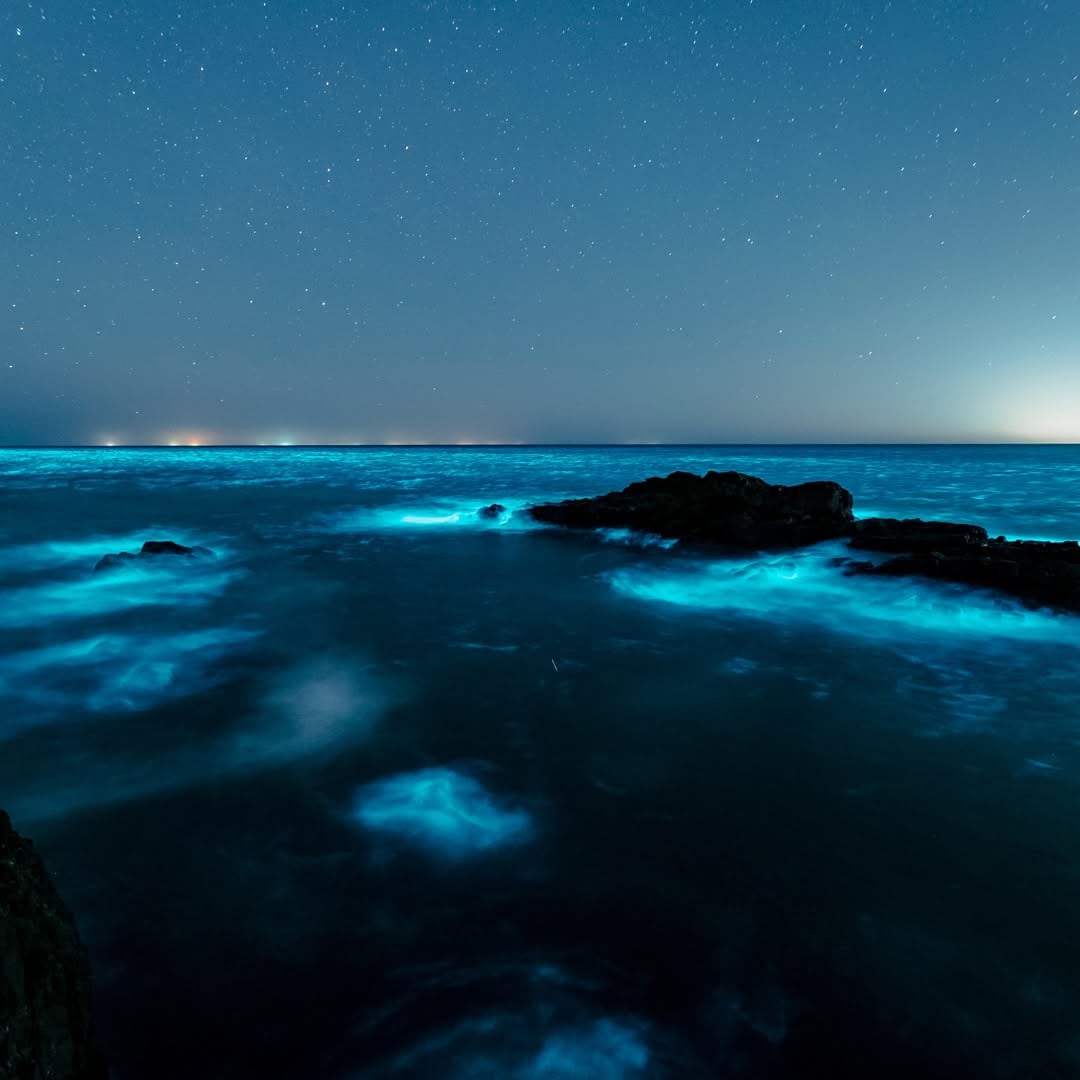 Sabrina Garciarena mostró el fenómeno fosforescente de las noctilucas en Punta del Este y dejó a todos sin palabras 9 Sabrina Garciarena fotografió las bioluminiscencias de Punta del Este