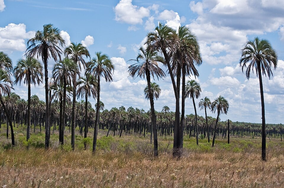 “No me los querría cruzar”: anticipan un crecimiento explosivo del jabalí, que ya provoca pérdidas por US$1600 millones por año 8 Especialistas sostienen que, sin una estrategia federal, su crecimiento seguirá acelerándose