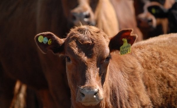 Ganadería inteligente: una de las mayores agroexportadoras llegó con una fuerte apuesta a la Rural