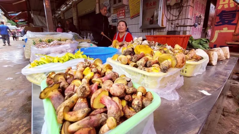 Los hongos Lanmaoa asiatica se venden en los mercados durante la temporada alta de setas, entre junio y agosto