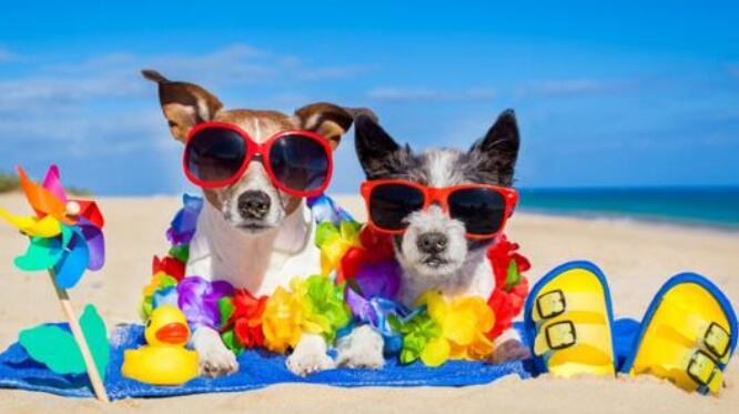 Por qué las mascotas se estresan cuando viajan y cuáles son los dos tips para decidir si conviene llevarlas de vacaciones