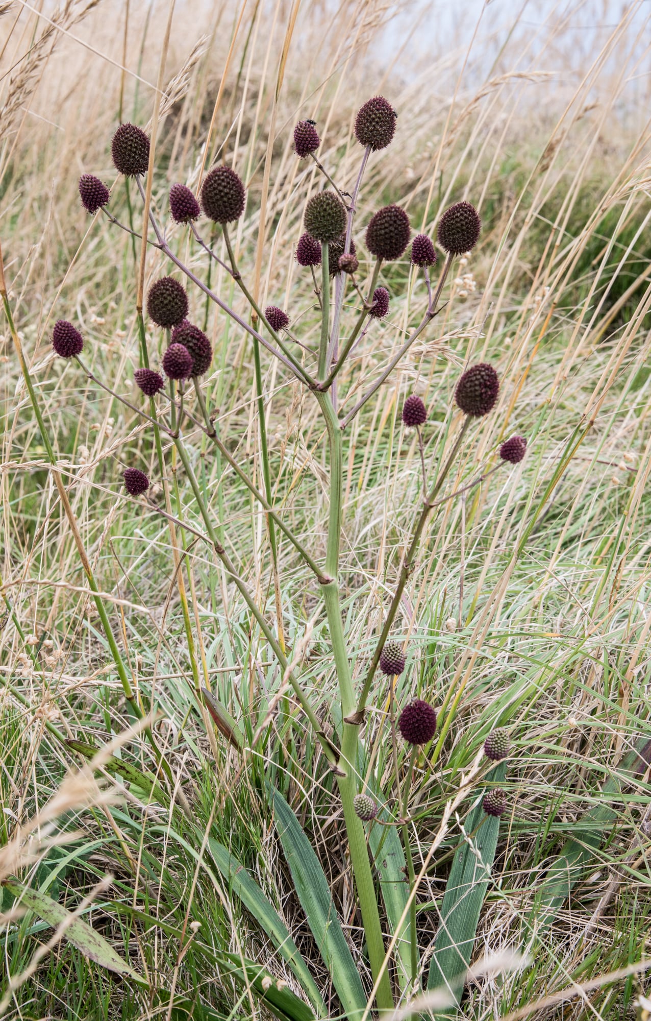 Eryngium sanguisorba, color llamativo y estructura firme aún cuando está seco