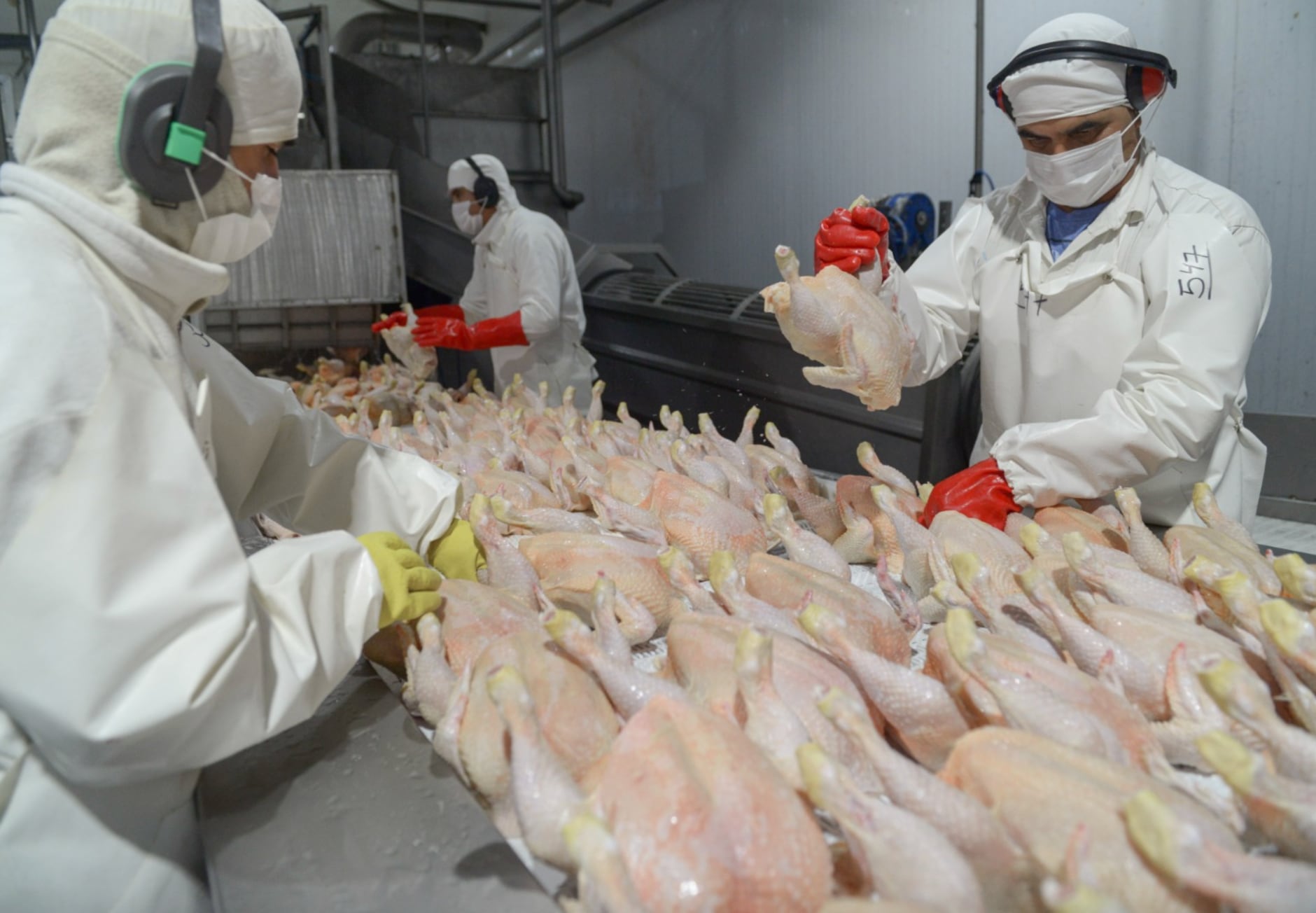 El sector aviar sostiene que aún no cuentan con líneas de financiamiento