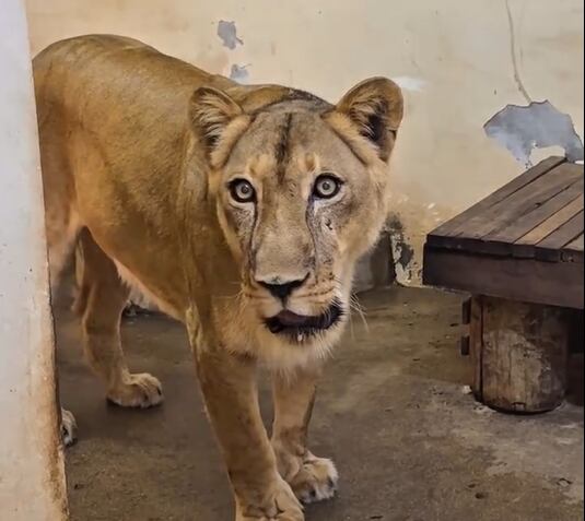 La leona que le produjo la muerte al joven no será sacrificada