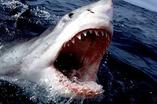 ¿Quién es el monstruo en “Tiburón”?