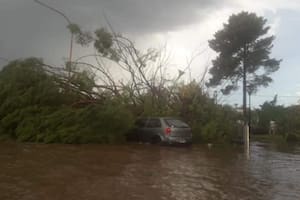 Tormenta en San Rafael: un hombre murió aplastado por un árbol