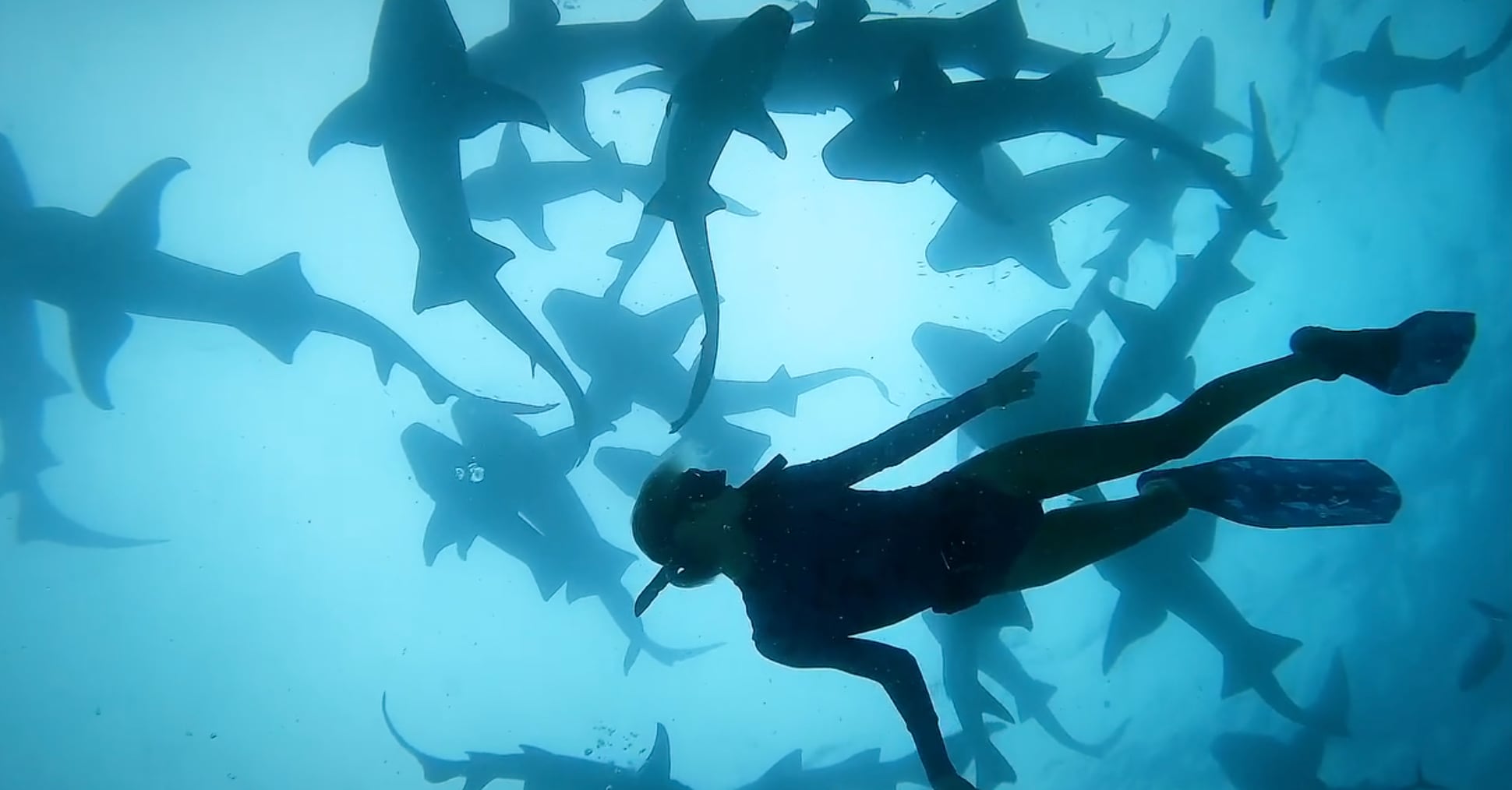 “El océano sustenta toda la vida en la Tierra al regular el clima, producir gran parte del oxígeno que respiramos y sustentar a innumerables especies, incluidos nosotros; los tiburones son una parte fundamental de ese sistema”, afirmó Ramsey