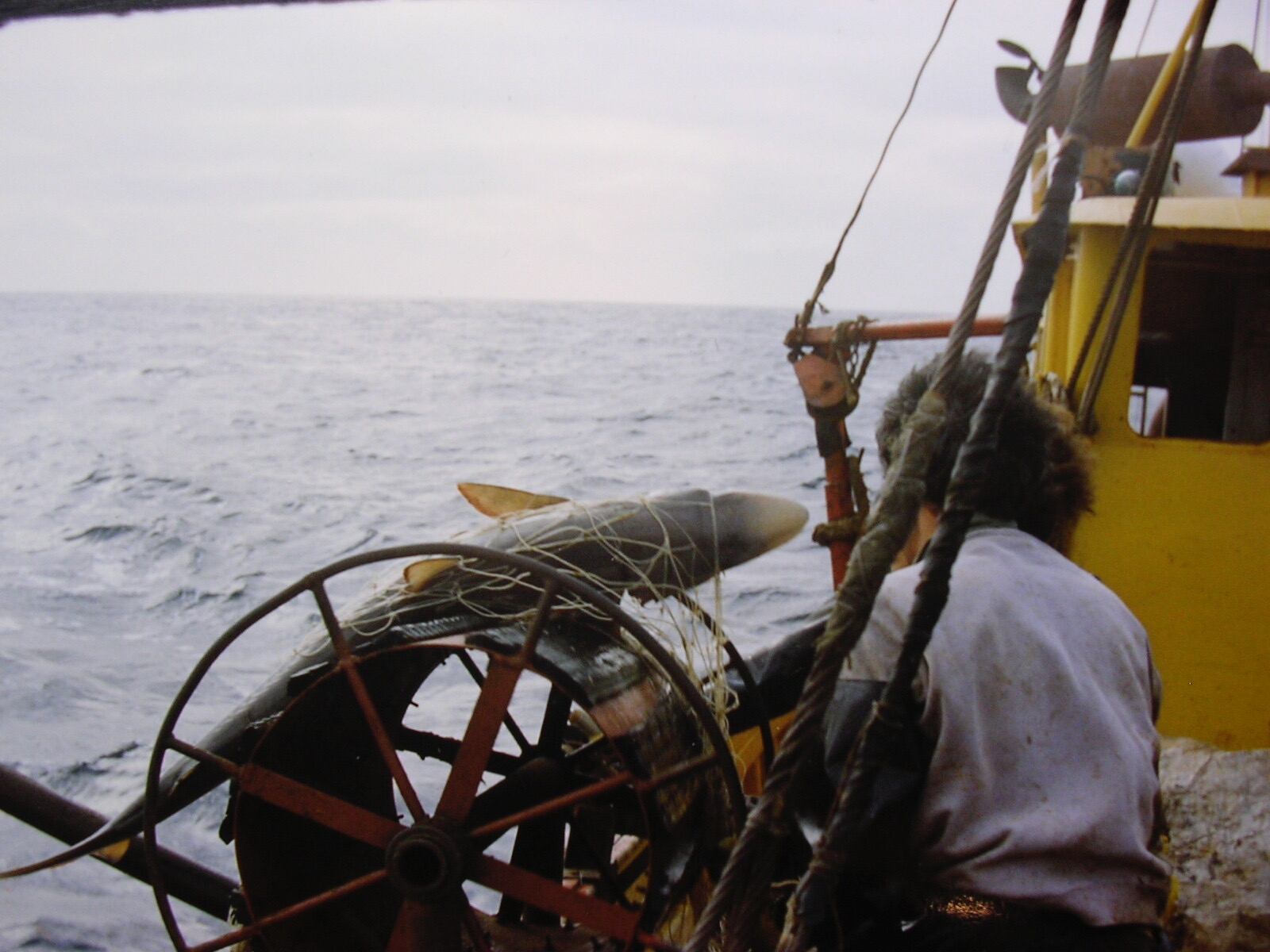 El 95% de los condrictios amenazados enfrenta el bycatch a gran escala o industrial, mientras que un 62% se ve afectado por pesquerías de menor escala