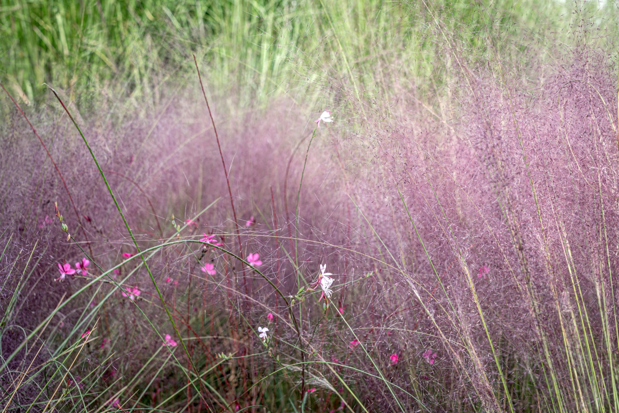 Muhlenbergia capillaris y otras especies de follaje liviano