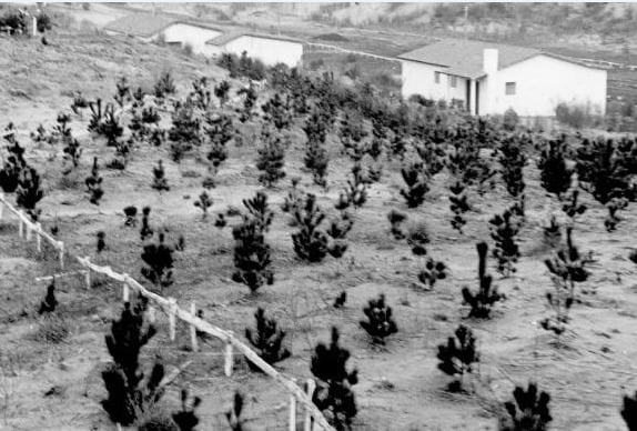 Calle Del Tuyú, una de las primeras de Pinamar.