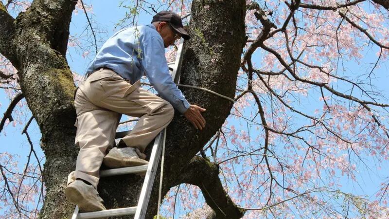 A sus 97 años, Tōemon sigue recopilando información sobre los diferentes tipos de sakura y haciendo dibujos detallados de la anatomía de las flores
