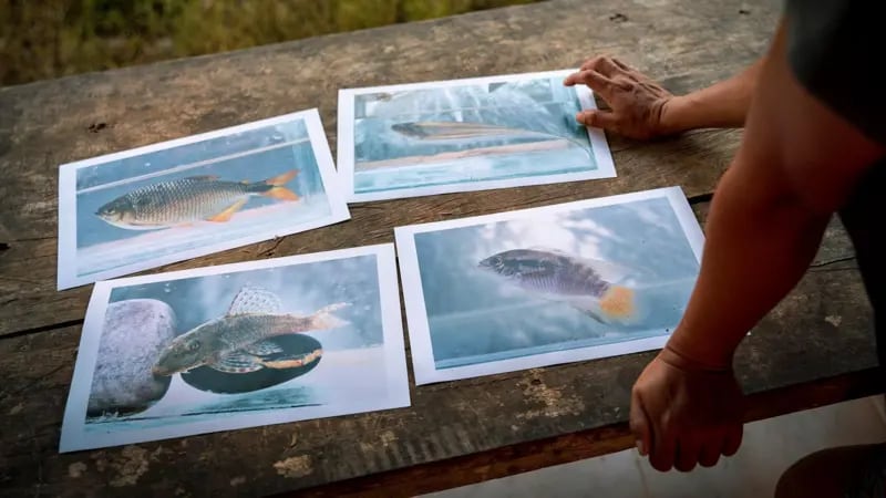 Miembros de la nación shuar documentaron 144 especies de peces, incluyendo estas cuatro. Las dos de abajo no se habían encontrado antes en Ecuador