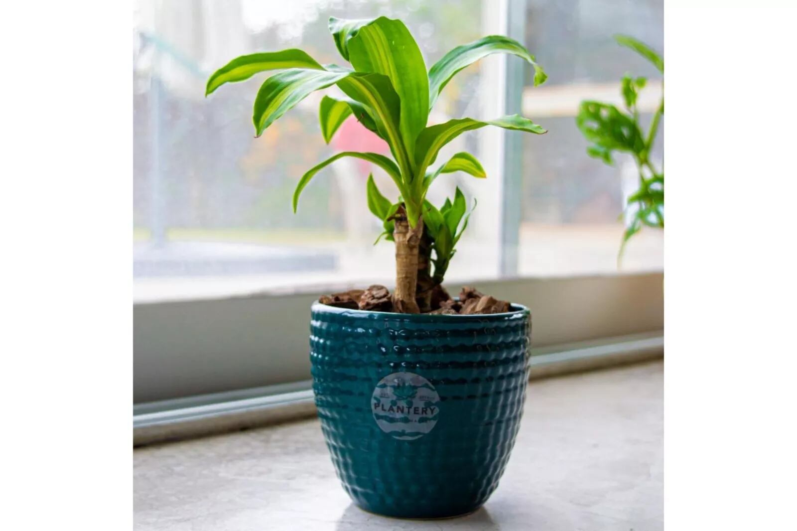 El Palo de agua atrae la prosperidad, según el Feng Shui