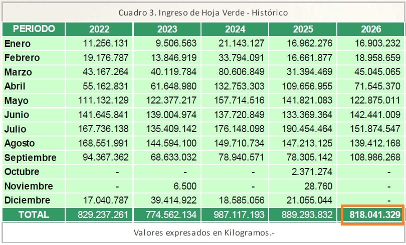 La producción de hoja verde alcanzó el récord histórico en 2024, con casi 1000 millones de kilos, al año siguiente bajó producto de los malos precios pagados al productor y este año volverá a caer. Pero el gran interrogante es lo que sucederá el año próximo si las plantas se resienten y las condiciones del Súper Niño persisten
