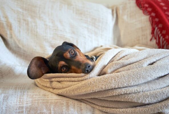 Brindarle abrigo extra a los perros pequeños y con poco pelaje hace que mantengan el calor corporal