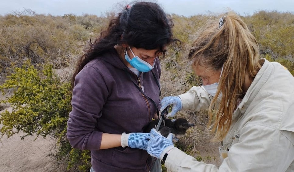 Jésica Hombre y su equipo relevaron datos en 65 colonias de pingüinos