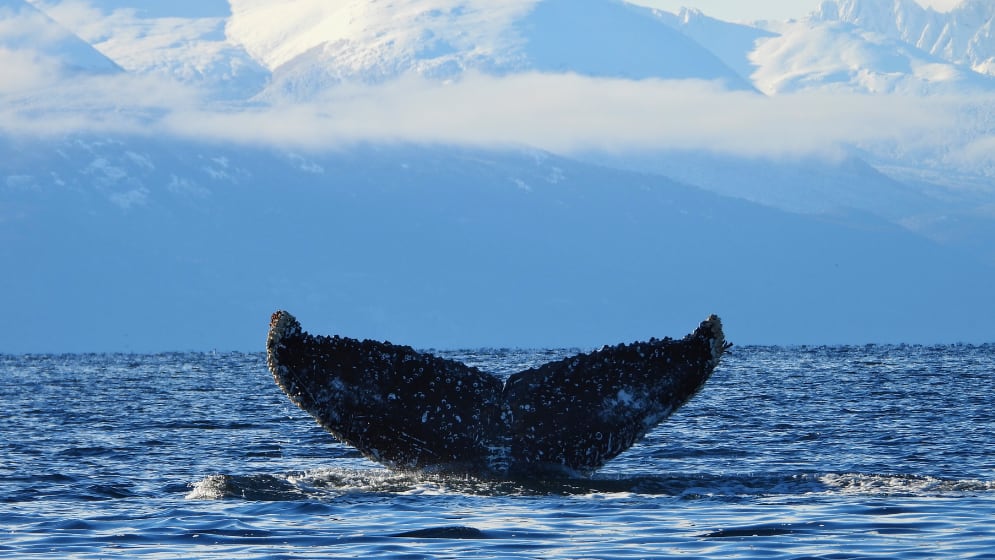 Según los especialistas del Cadic estamos presenciando la recuperación de poblaciones que estuvieron al borde de la desaparición