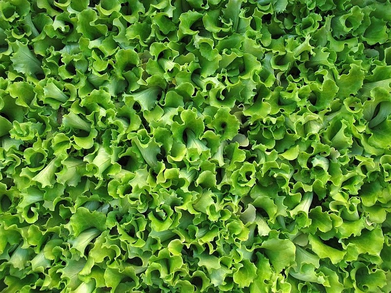 La Administración de Alimentos y Medicamentos de Estados Unidos (FDA) recuerda que los vegetales frescos pueden contaminarse desde su cultivo