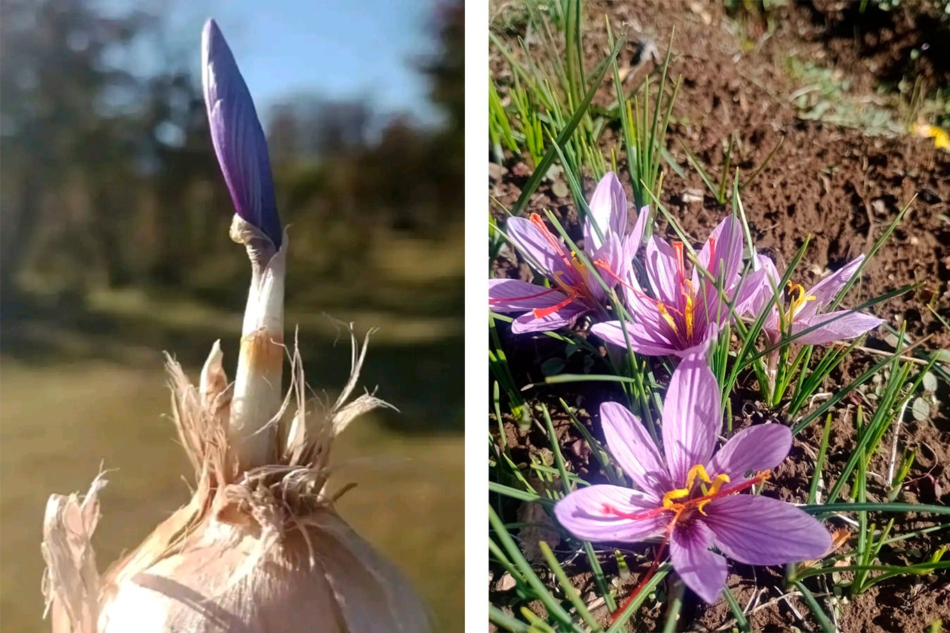 Los bulbos de azafrán se clasifican por su tamaño, o calibre. Los calibres más grandes dan flores de inmediato, mientras que los más chicos se usan para la reproducción