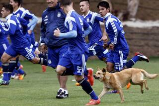 "Rubia", la simpática mascota que se llevó todos los aplausos en la práctica