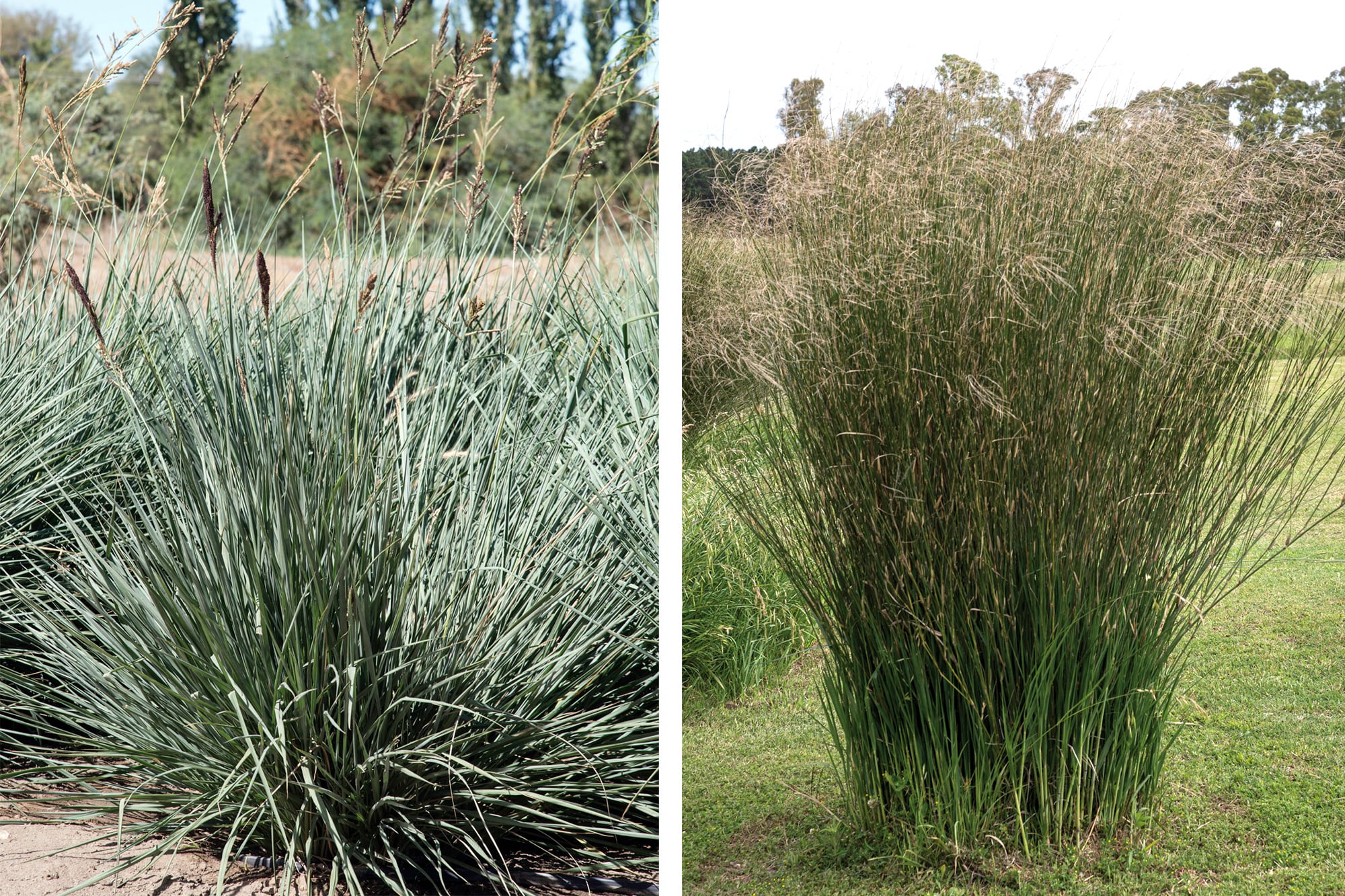 Paspalum haumanii y Panicum antidotale, dos gramíneas que aportan semillas