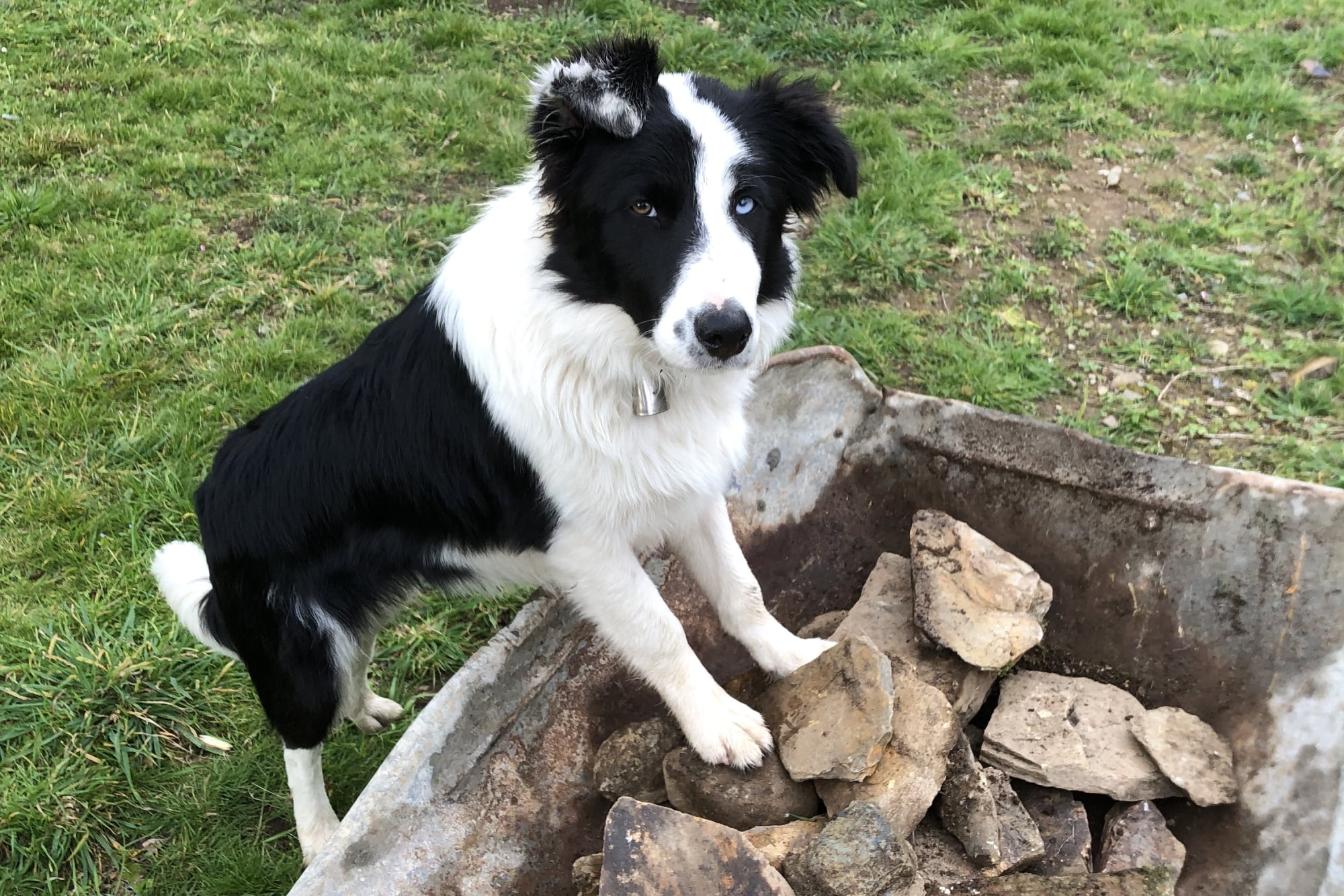 Pluma, la border collie “a la que solo le falta hablar”.