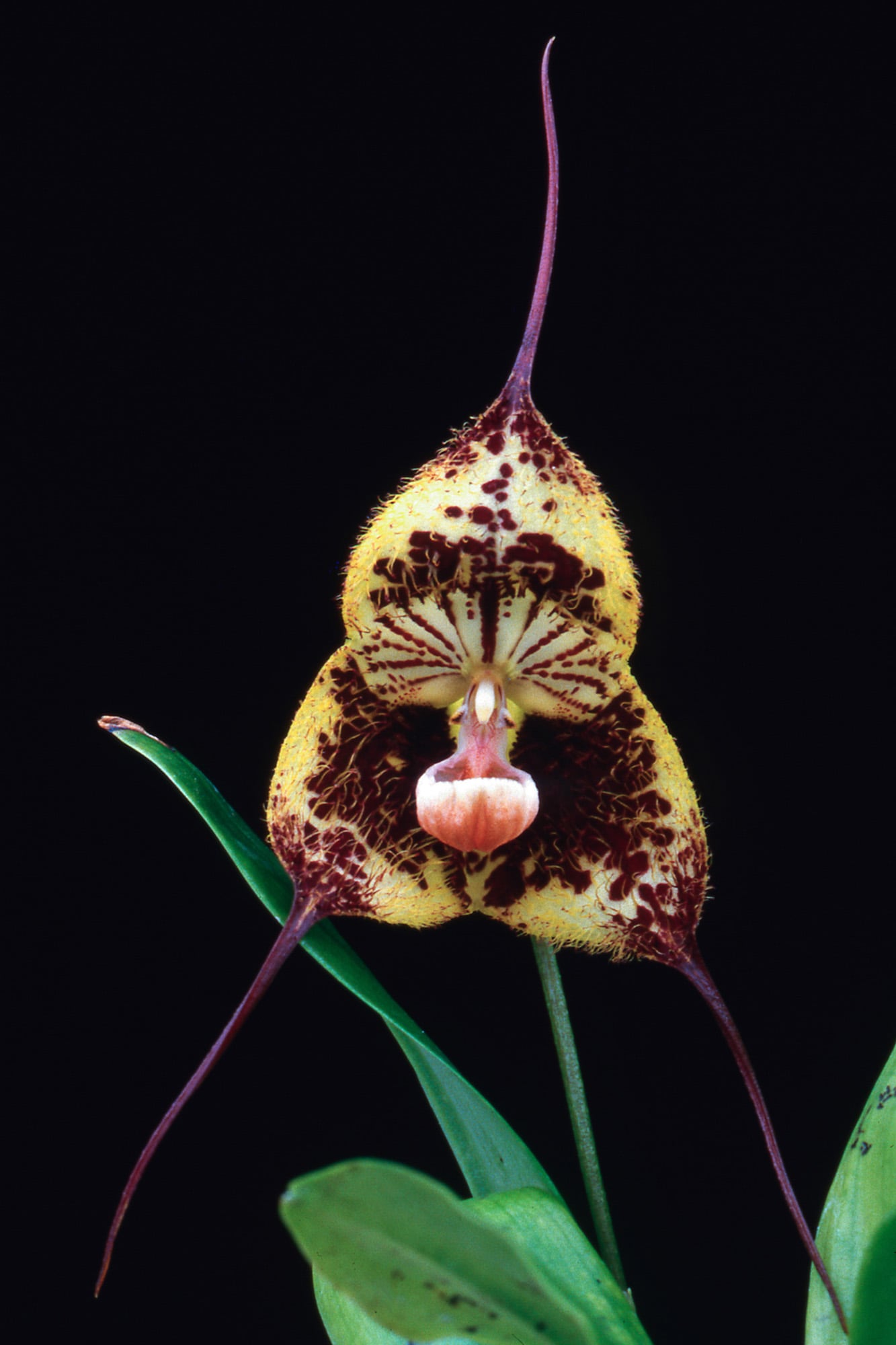 La orquídea Dracula robledorum parece que nos mira