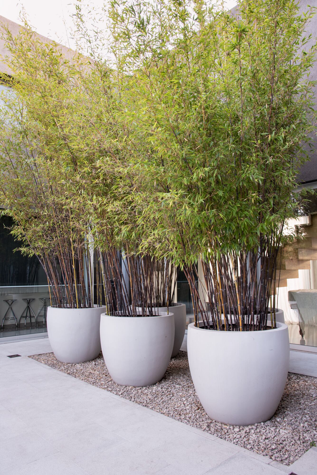 La maceta define el desarrollo de las raíces, el drenaje y la adaptación al entorno