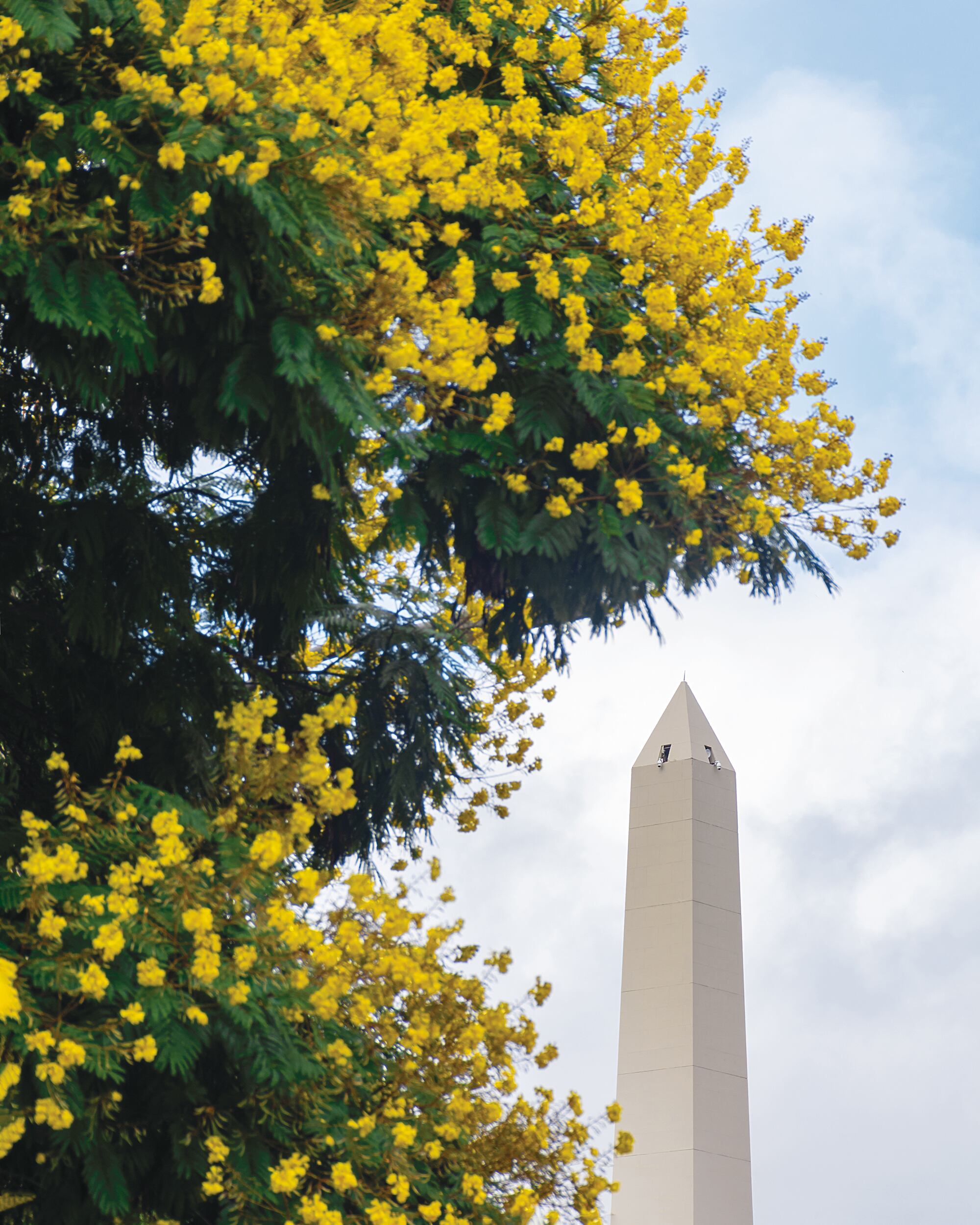 El Obelisco porteño y las flores amarillas de las Tipas (Tipuana tipu)