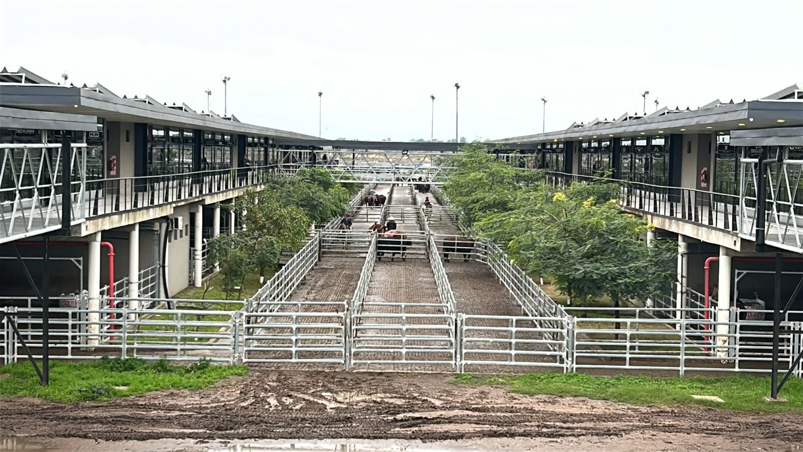 El detalle de venta fue 576 novillos; 1365 novillitos; 1048 vaquillonas; 1268 vacas; 60 conservas, y 146 toros