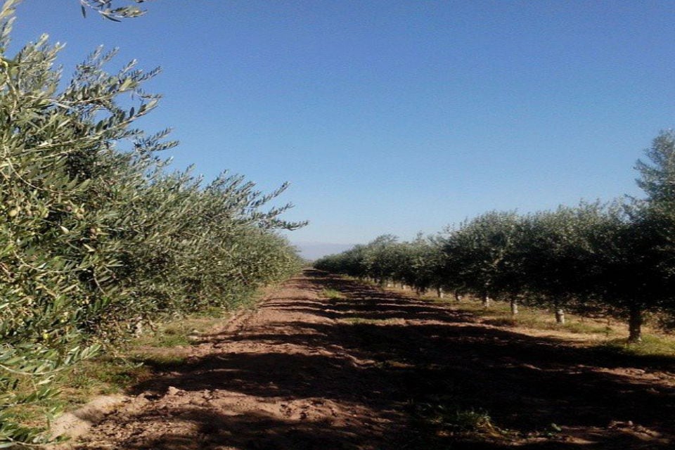 “Este robot está pensado para agricultura intensiva. Entonces, con este sistema, no solo se ataca el árbol y la plaga en forma masiva, sino que puede coordinar un preventivo, un predictivo y un correctivo