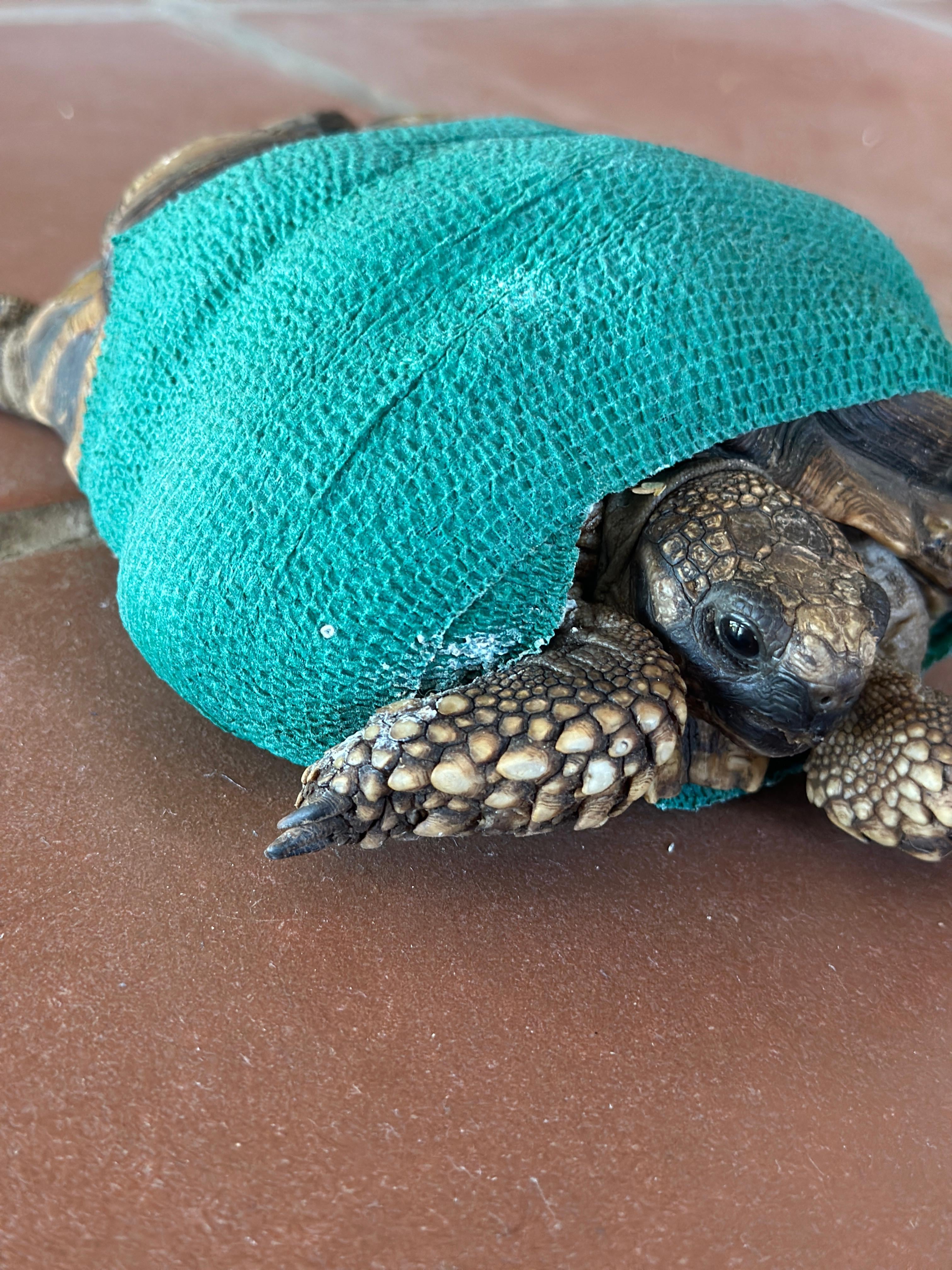 Tortuga terrestre argentina con evidencia de malnutrición por cautiverio inapropiado