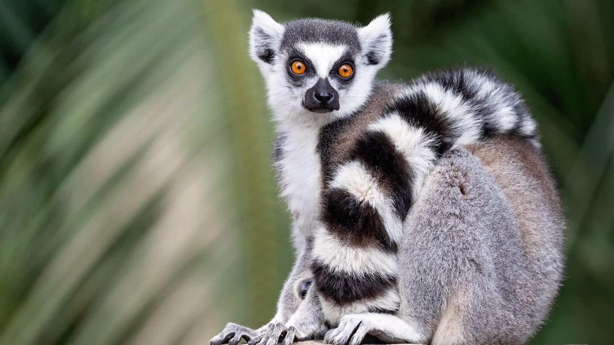 Los lémures de cola anillada pueden utilizar sus colas blancas y negras para comunicarse (Foto: Getty Images)